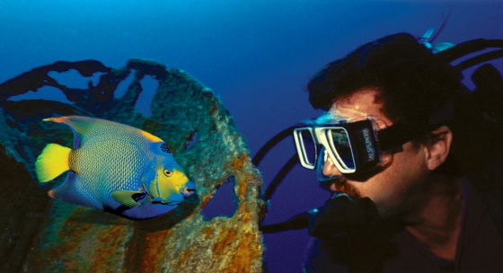 Image: Queen angel fish